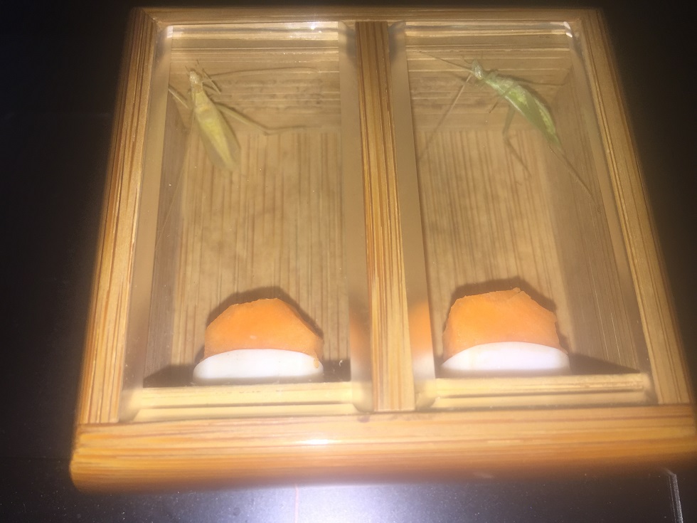 竹蛉2条