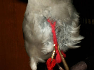 IMGP0228_1107957217.jpg