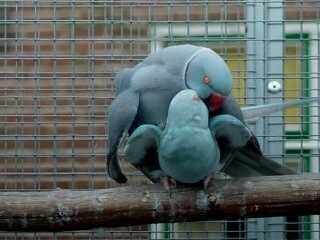 Nesting02_1116682380.jpg