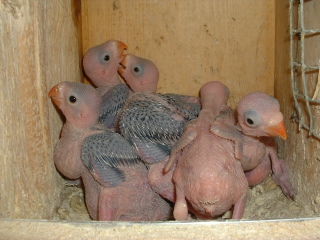 Nesting05_1116682747.jpg