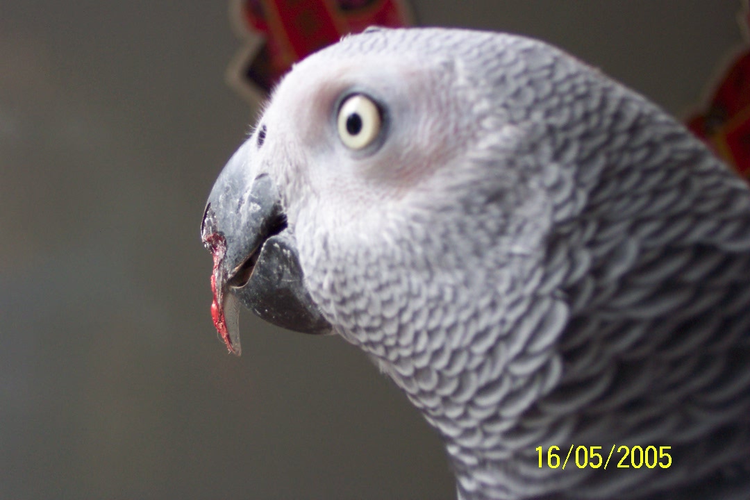 Parrot2025305200_1116224573.jpg