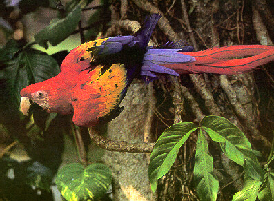 macaw2_110097180_1121251756.jpg