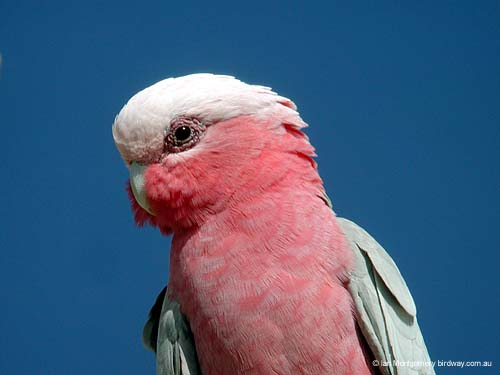 Galah9888_1125578128.jpg