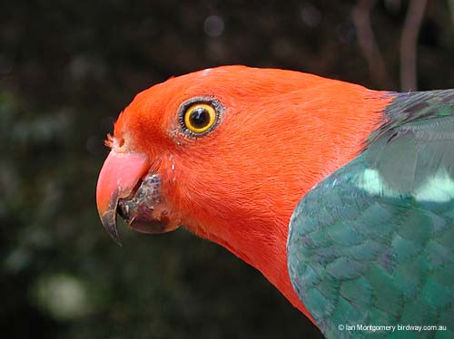 KingParrot15307_1125578606.jpg