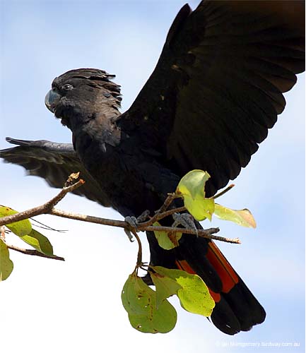 RedTailBCoC02267_1125582176.jpg