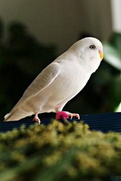 Wellensittich_1120465154.jpg