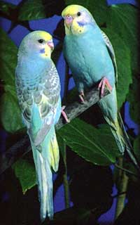 budgerigar1_1120701873.jpg