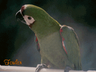 Fowler_1101010238.gif