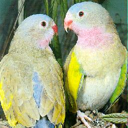 Princess20Parrot_1101094801.jpg