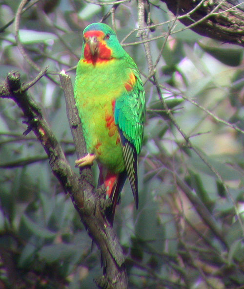 swift_parrot_1101133863.jpg
