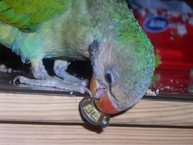 CIMG0864_1115965177.jpg