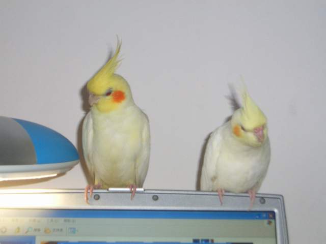 CIMG1167_1123164428.jpg
