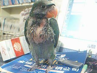 CDBCC6AC20003_1121814895.jpg