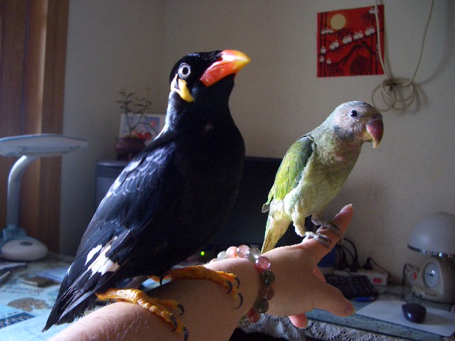 CIMG1415_1119775375.jpg