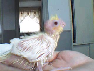 CDBCC6AC20084_1126269676.jpg