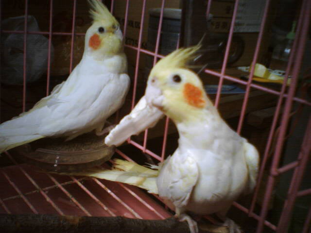 IMG0029A_1114175614.jpg