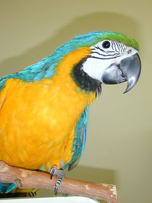 bg100_1121823229.jpg