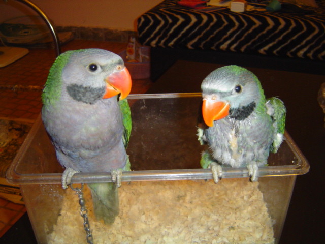 qq1_1117099250.jpg