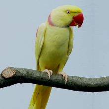 Alexandrine20Lut_1117114176.jpg