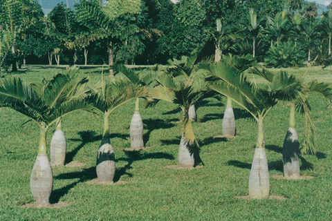 BEC6C6BFD2ACD7D3_1107156398.gif