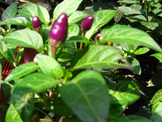 IMG_0553_1124506155.jpg