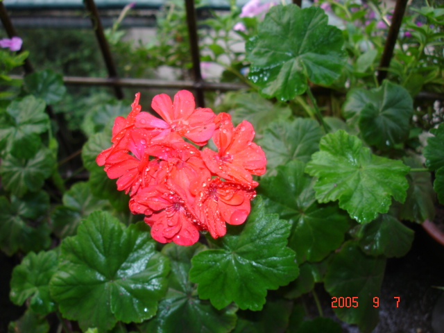 DSC02194_1126156111.jpg