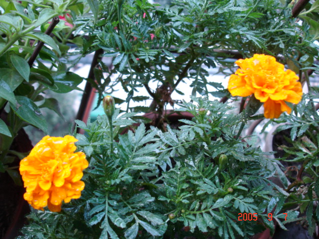 DSC02200_1126156054.jpg