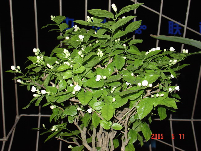 DSC03469_1117210452.jpg
