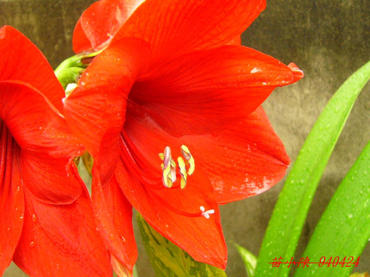 f2_1115041437.jpg