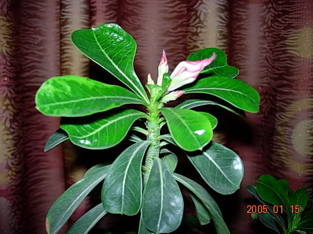 DSCN0552_1105792294.jpg