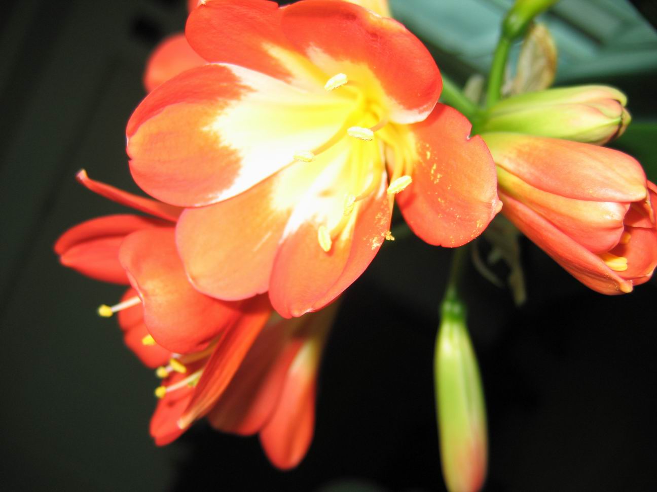 a_1115998757.jpg