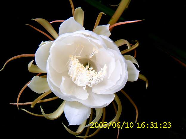 SUC30042_1126450250.jpg