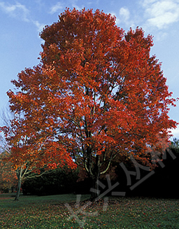 G_1123347516.jpg