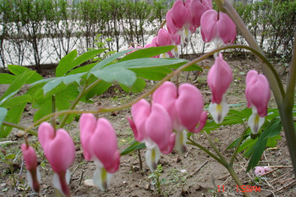 DSC00522_1113212810.jpg