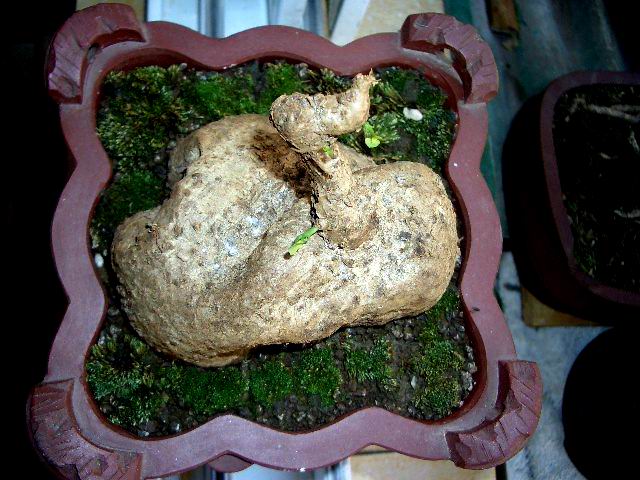 Cimg1025_1117371674.jpg