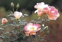 34a_1117029582.jpg
