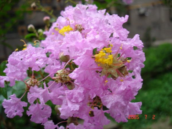 DSC01552_1125751417.jpg