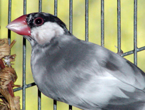 piedjava1_1099229158.jpg