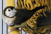 owl1_1100006922.jpg