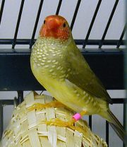 star_1100007288.jpg