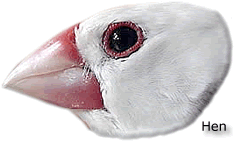 henside_1099539387.gif