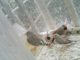 CIMG1296_1111477925.jpg