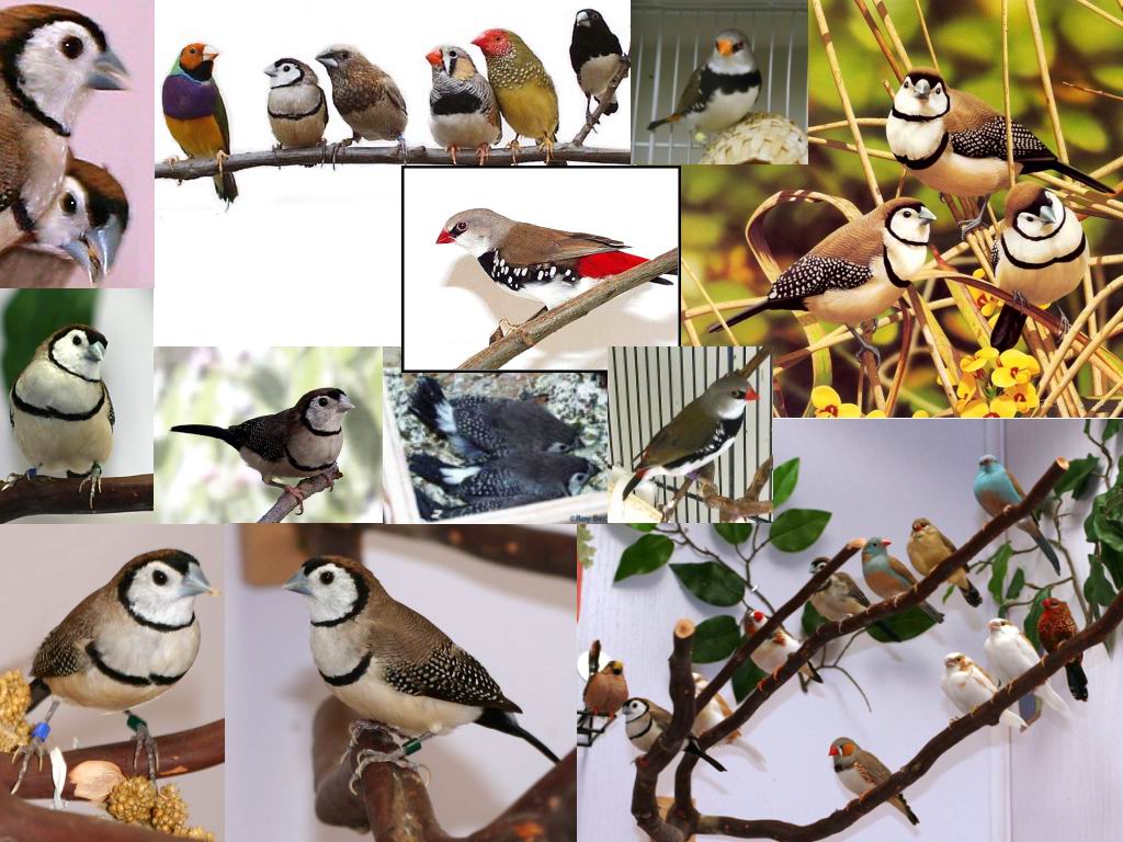 owl_1109251112.jpg