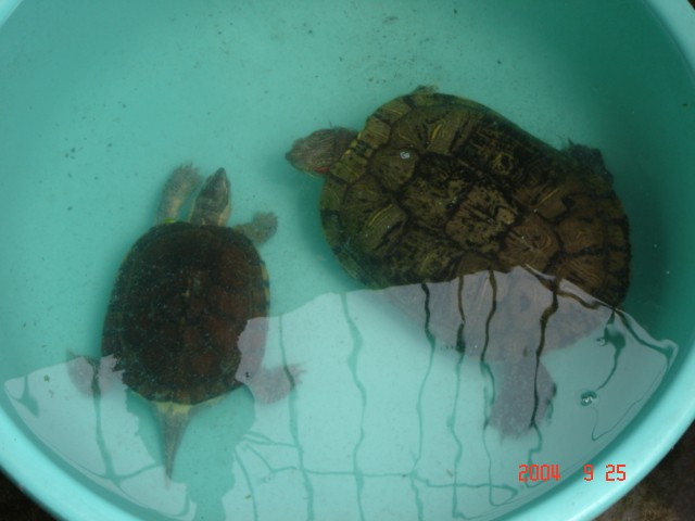img006_1096092124.jpg