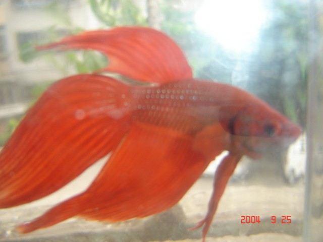 img011_1096092326.jpg