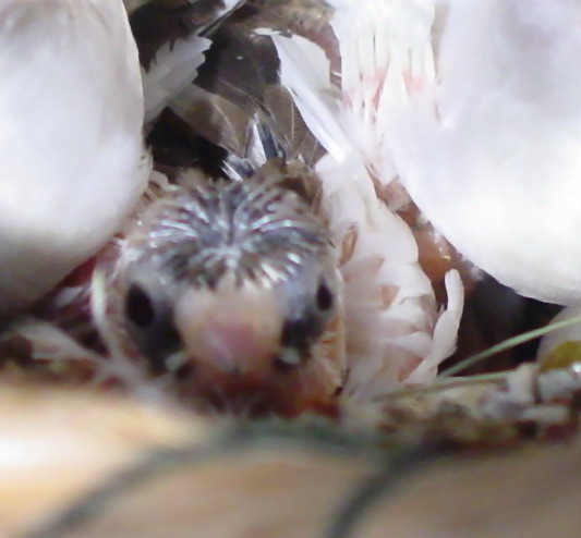 4_1111560368.jpg