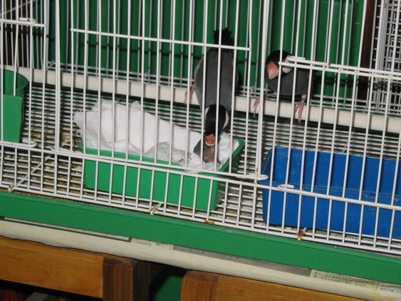IMG_2492_resize_1096193647.jpg