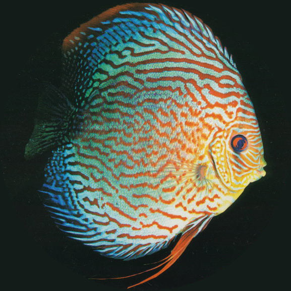 a17_1091354096.jpg