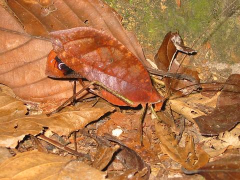 katydid1_1107339307.jpg