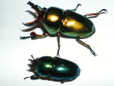 Lamprima_aurata_1112793176.jpg